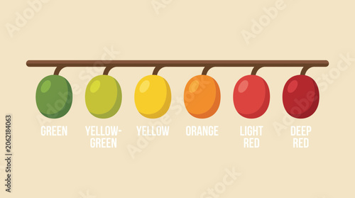 Foto Coffee Cherry Ripeness Stages from Green to Red