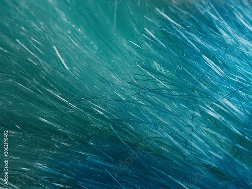 Foto Blue Raffia Duster Fibers Macro Texture Background