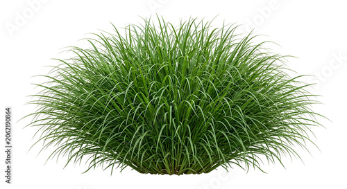 Single mature Dwarf Elephant Grass isolated on transparent background. Mini Elephant Grass ornamental tuft cutout.