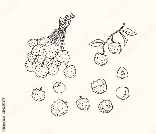 Ichyee tropical fruit vector illustration 