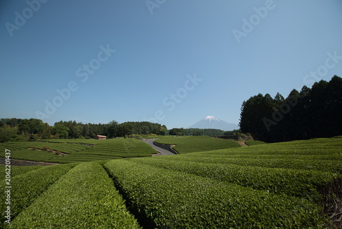 日本茶の茶畑と富士山の風景