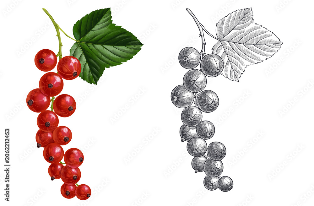Obraz premium drawing color red currant berries and green leaves and monochrome line drawing isolated at white background, hand drawn illustration