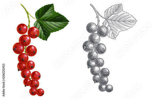 drawing color red currant berries and green leaves and monochrome line drawing isolated at white background, hand drawn illustration