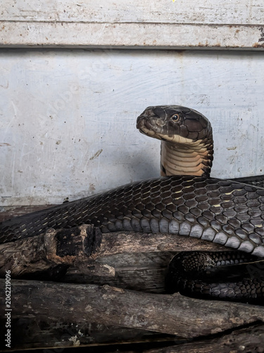 A powerful rescued King Cobra (Ophiophagus hannah) raising its head and expanding its hood in a defensive stance.