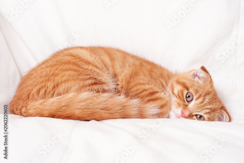 Tabby ginger kitten lying down in bedroom white blanket.