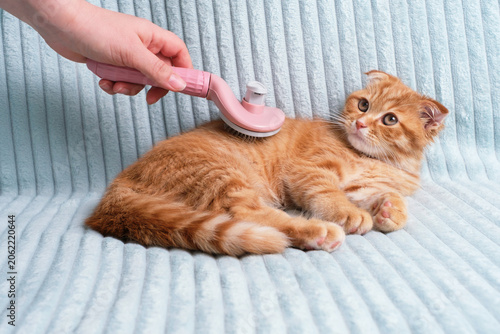 A woman's hand brushing small red tabby kitten on couch.