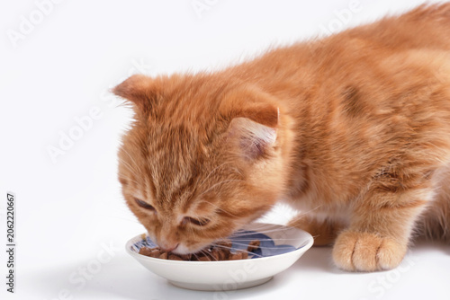 A tabby red kitten eats wet food from a plate on white background close-up.