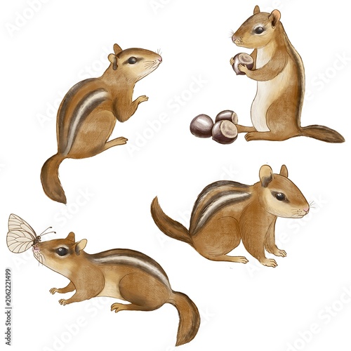 cute drawing chipmunks at white background, hand drawn illustration