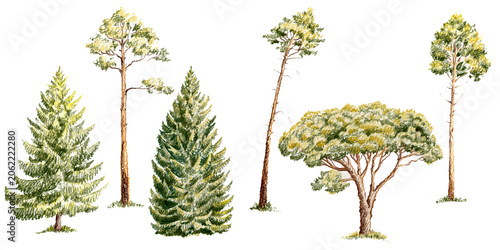 pencil drawing green conifer trees isolated on white, spruce and pines, nature design elements, hand drawn illustration