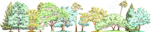 pencil drawing green conifer trees on white, forest landscape, nature background, hand drawn illustration