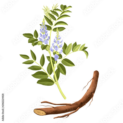 Liquorice, licorice, Glycyrrhiza glabra, drawing monochrome sketch of medicinal plant and root, hand drawn botanical illustration