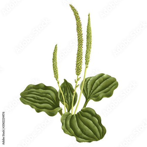 broadleaf plantain, Plantago major, drawing monochrome sketch of medicinal plant, hand drawn botanical illustration