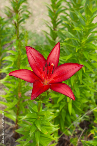 真紅のユリの花