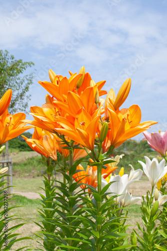 色とりどりのユリの花