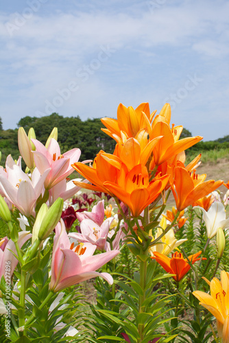 色とりどりのユリの花