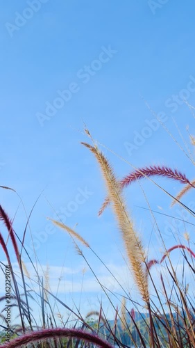Tall Grass Field Under a Clear Blue Summer Sky