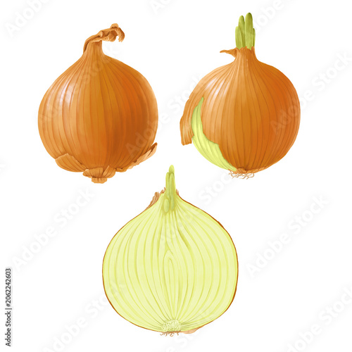 drawing onion bulbs whole and half isolated at white background, hand drawn illustration