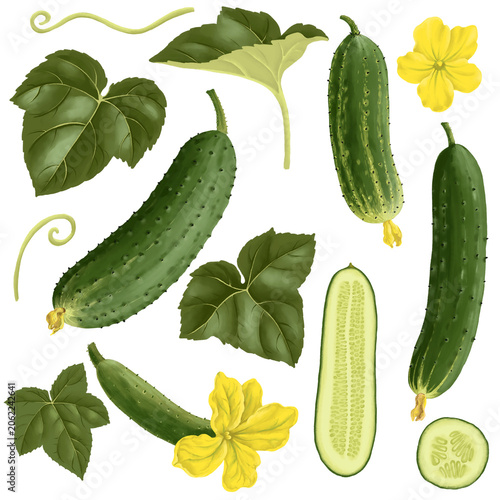 drawing green cucumbers, flowers and leaves isolated at white background, hand drawn illustration