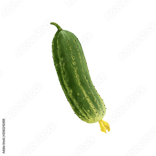 drawing green cucumber isolated at white background, hand drawn illustration