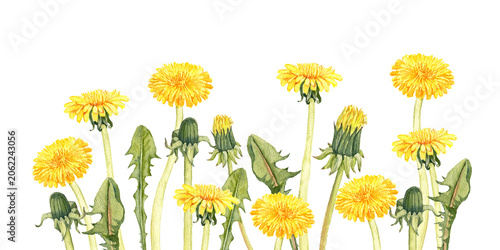 watercolor drawing flowers at white background, yellow dandelions, wild flowering plants, hand drawn botanical illustration
