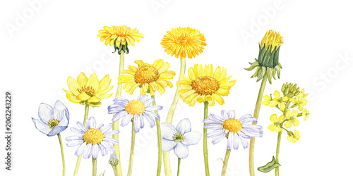 watercolor drawing flowers at white background, wild flowering plants, hand drawn botanical illustration