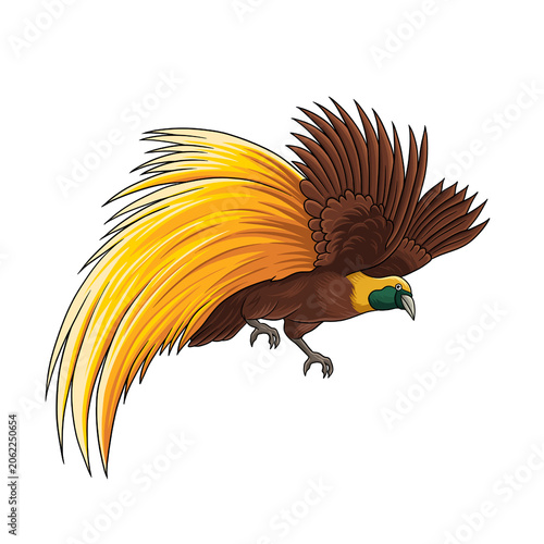 Bird of paradise flying illustration, isolated papuan cendrawasih tropical bird 