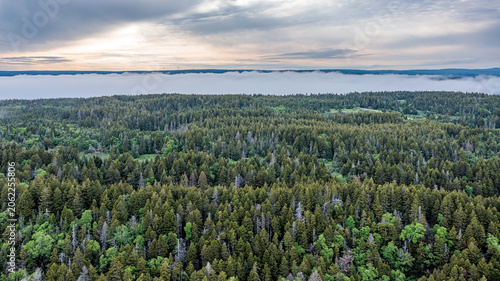 Aerial View of Evergreen Forest and Low Clouds Over Wilderness Landscape