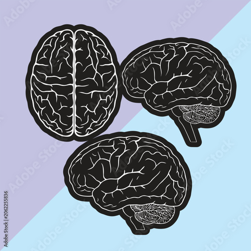 Human Brain Anatomy Stickers Vector, Black and White Medical Diagram Graphics, Brain Views Collection on Two Tone Pastel Background