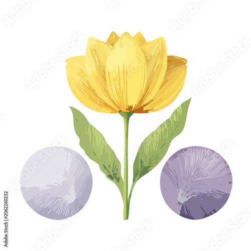 Yellow and purple flower close-up