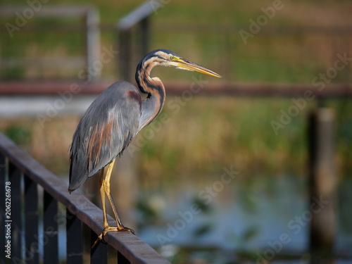 Purple heron ( Ardea purpurea ) standing on walkway and wooden bridge railing, Long necked bird with green tree in background at Khao Sam Roi Yot National Park, Thailand