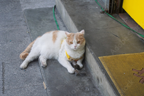 Tableau sur toile Cute orange and white domestic cat with yellow harness lying on concrete steps o