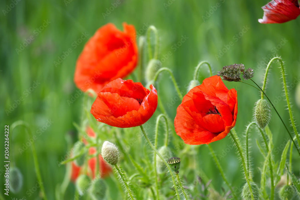 Fototapeta premium Vibrant red poppies bloom in a lush green field on a bright sunny day