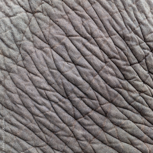 Close-up of Asian elephant skin texture. Wrinkled, rough surface with grey patterns. Detailed view of natural skin in tropical forest.