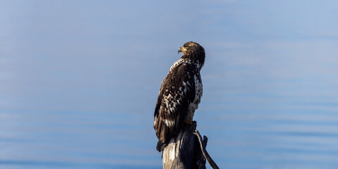 Young juvenile Bald Eagle Perched on Driftwood Stump at Homer Spit, Kachemak Bay, Alaska