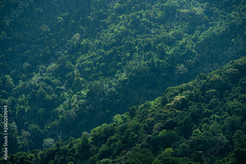 Closeup mountain green forest landscape
