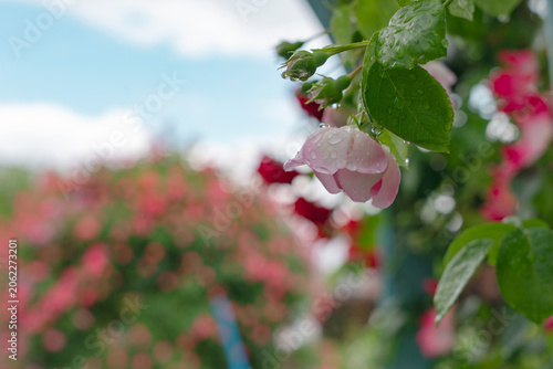 The Rose Garden After the Rain.  雨上がりのバラ園、ローズガーデン