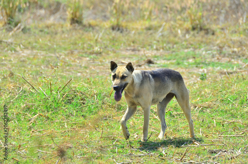 Local Mixed Breed Dog Standing in Rural Grass Field Under Sunlight.
