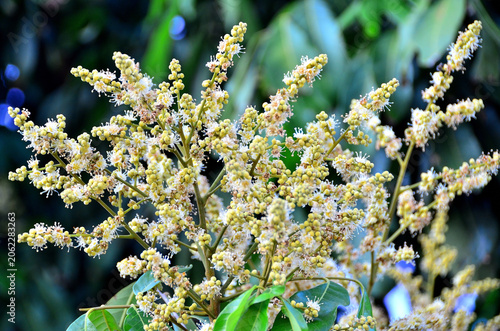 Longan Flower Blossoms on Tree Branch in Tropical Orchard.