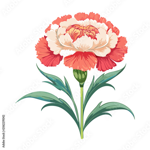 Pink and red carnation flower watercolor illustration