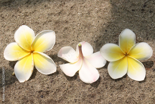 frangipani flower plant on farm