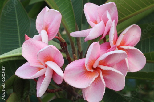 frangipani flower plant on farm