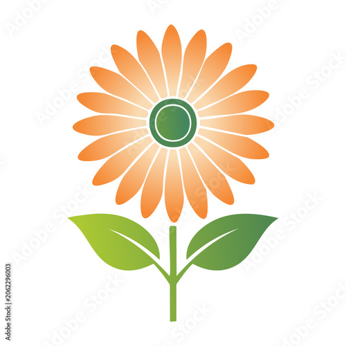Orange daisy flower with green leaves vector illustration