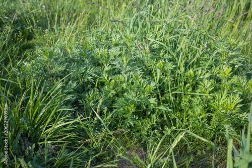 Canvastavla Wild Wormwood Growing in Natural Meadow Vegetation