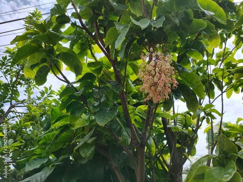 green tree in the garden