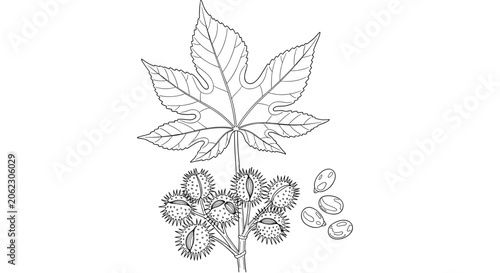 Castor Bean Plant Leaf and Spiky Seed Pods Illustration 1.