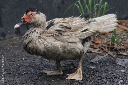 Принти на полотні Wet Muscovy Duck Standing on Pavement Near Grass and Fallen Leaves in Rainy Urba