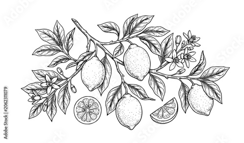 Fotografía Hand drawn lemon vector illustration with whole fruit halves leaves and flowers