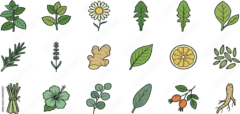 Fototapeta premium Fresh aromatic herbal tea and cooking ingredients vector icon collection featuring mint rosemary ginger lavender chamomile lemon cardamon and ginseng root set