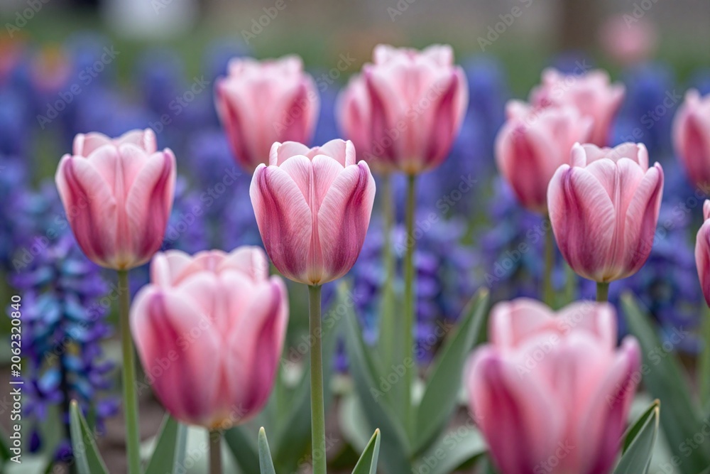 Obraz premium A field of pink tulips in the middle of a field of blue flowers