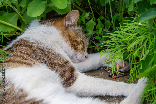 Tabby cat sleeping in green garden foliage. Domestic animal resting outdoors. Peaceful pet lifestyle and nature concept.